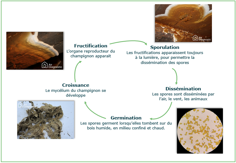 Cycle Mérule pleureuse